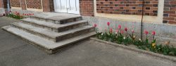 tulipe3
