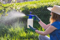 Woman with gloves spraying a blooming fruit tree against plant diseases and pests