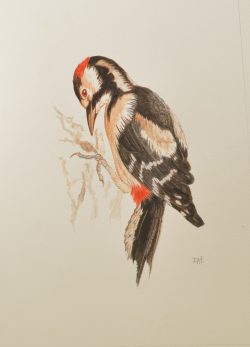 Pic-épeiche