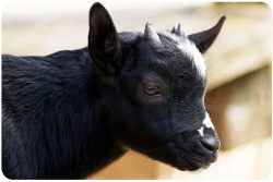 chevreau