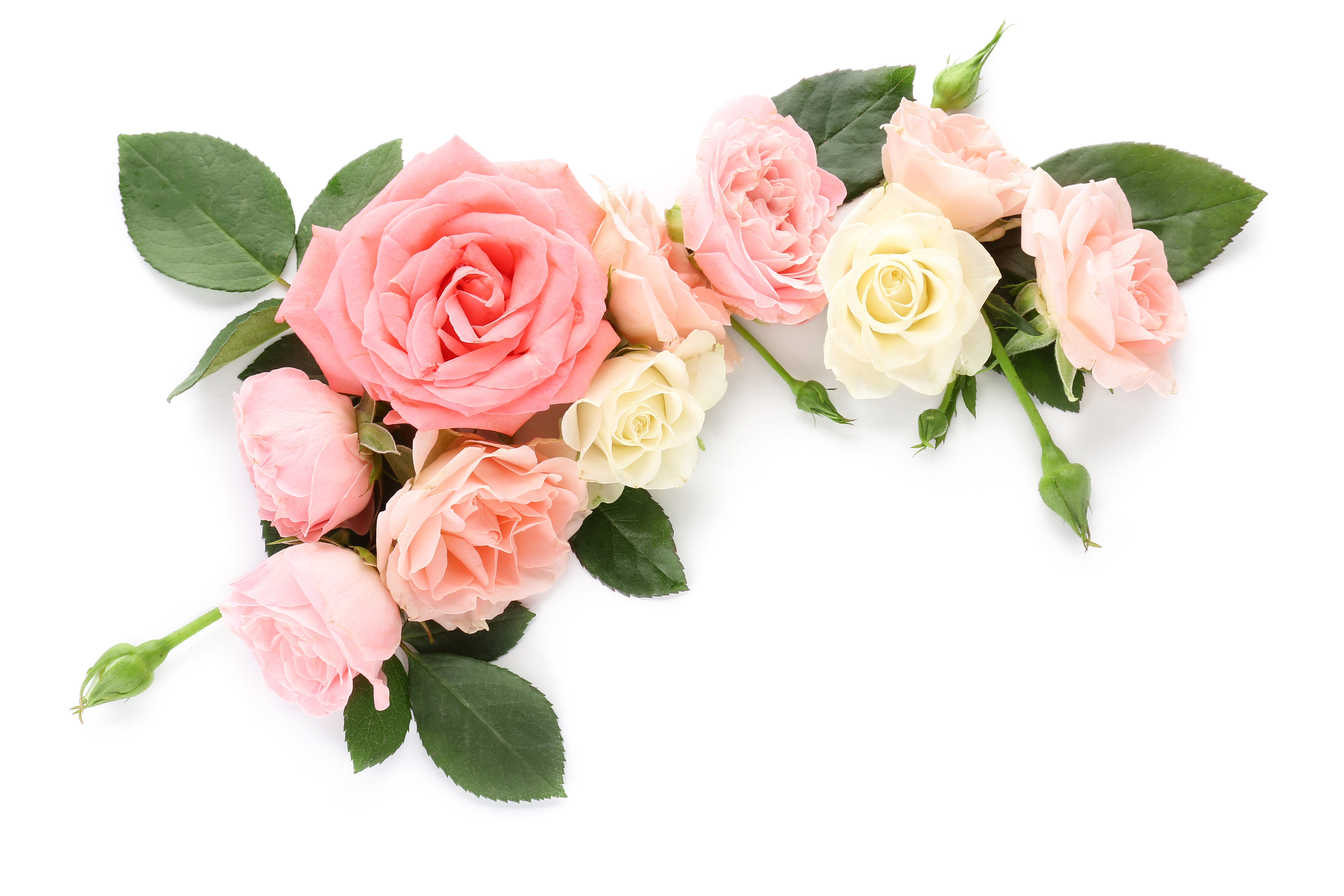 Beautiful rose flowers on white background