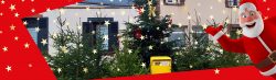 noel2